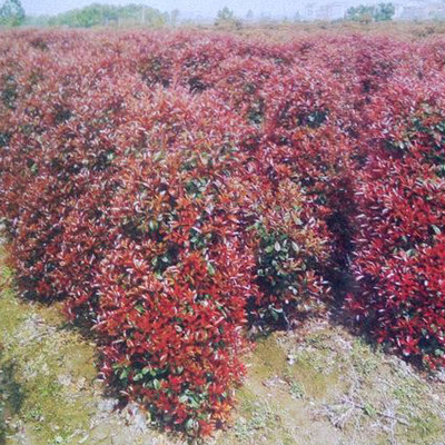 中国郴州春州苗木易成活易种植红叶石楠柱-中国花卉产业网