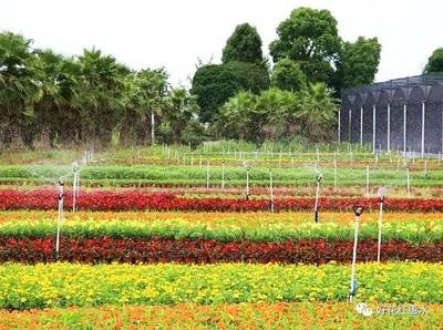 惠水:花卉苗木产业助农增收